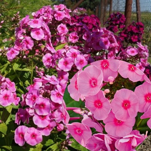 Phlox paniculata 'Adessa® Rose Eye' - Aed-leeklill 'Adessa® Rose Eye' P9/0,55L